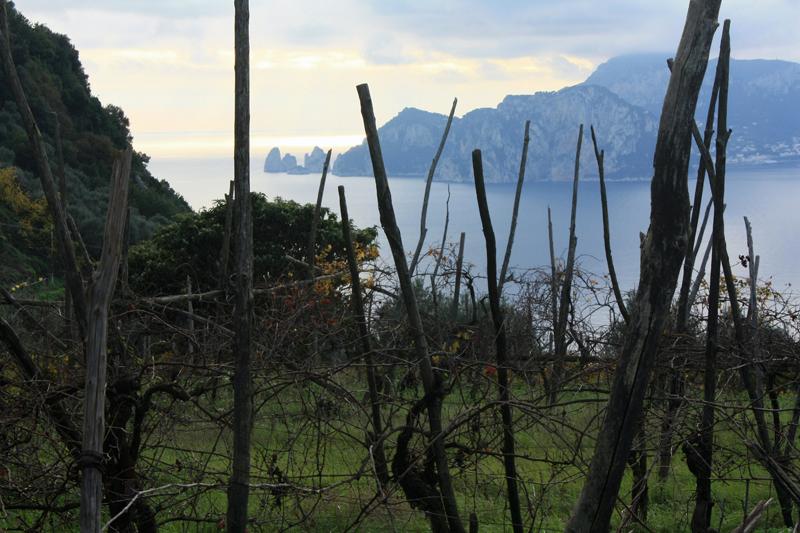 21-Capri,tra Termini e la Punta Campanella,15 novembre 2009.jpg